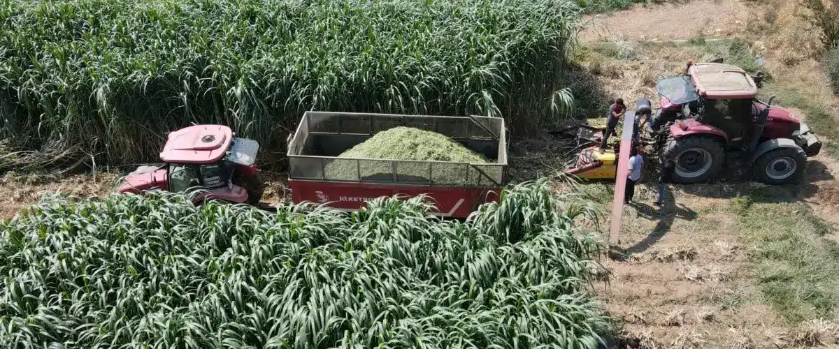 Maralfalfa 100 ton verim