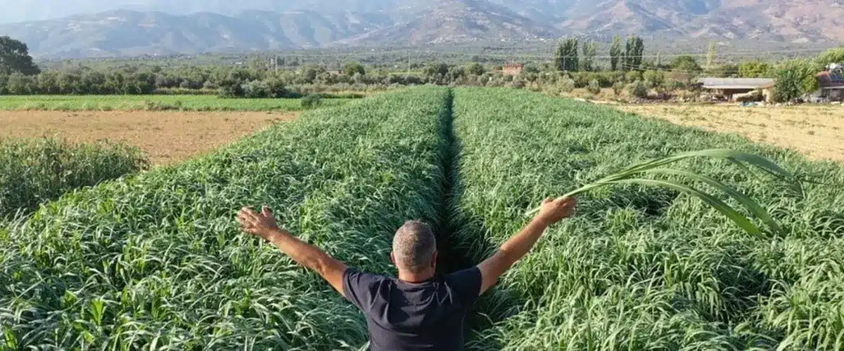 Maralfalfa tarlası